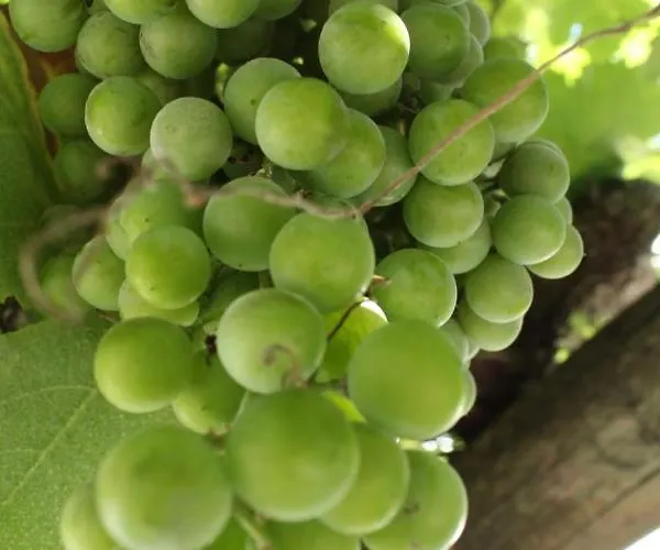 Casa La Maceta Σπίτι διακοπών Καντίζ